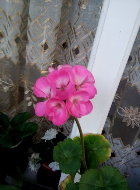  - diverse flori 2018