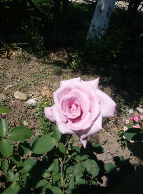  - diverse flori 2018