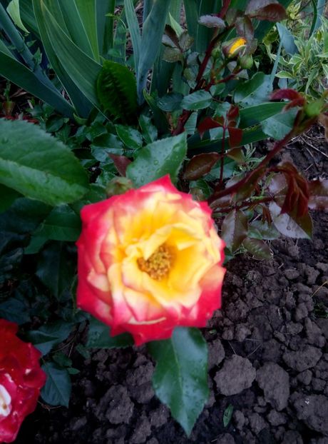  - diverse flori 2018