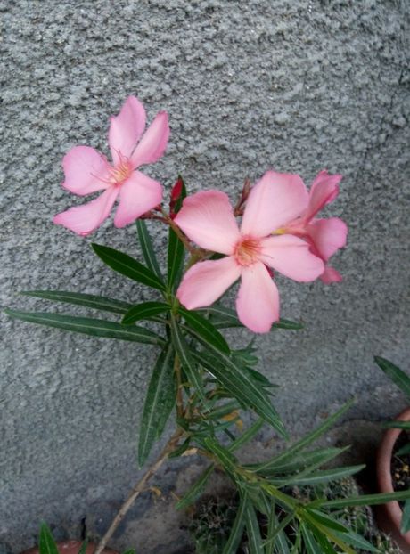  - diverse flori 2018