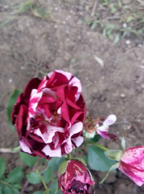  - diverse flori 2018