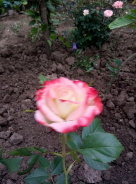  - diverse flori 2018