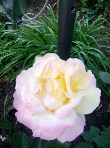  - diverse flori 2018