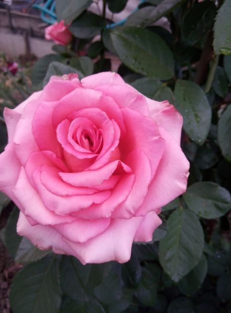  - diverse flori 2018