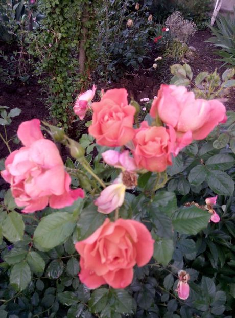  - diverse flori 2018