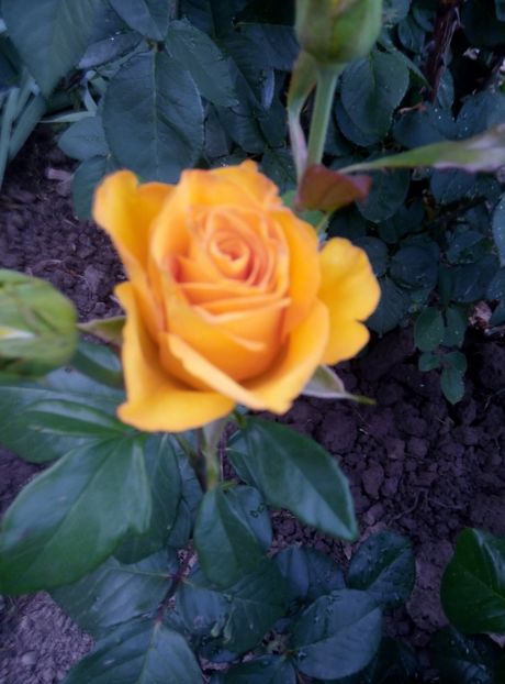  - diverse flori 2018