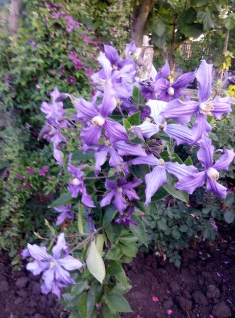  - diverse flori 2018