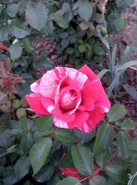  - diverse flori 2018