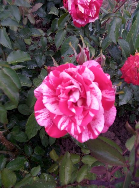  - diverse flori 2018