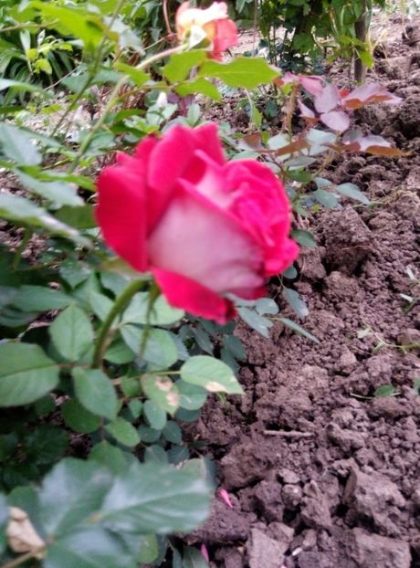  - diverse flori 2018