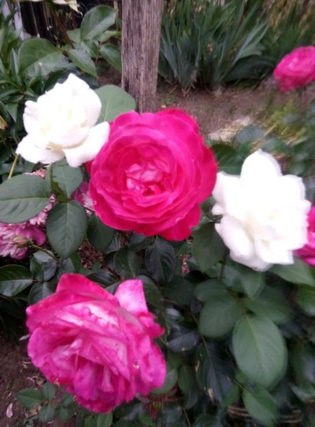  - diverse flori 2018