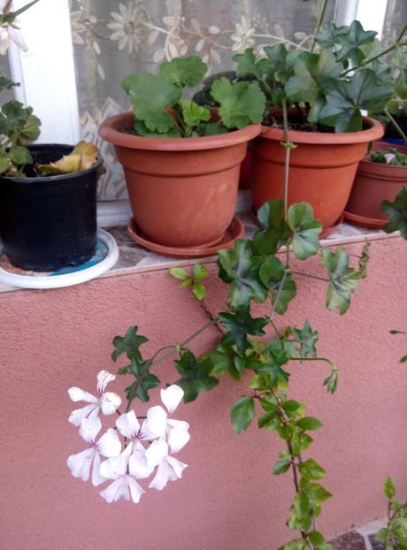  - diverse flori 2018