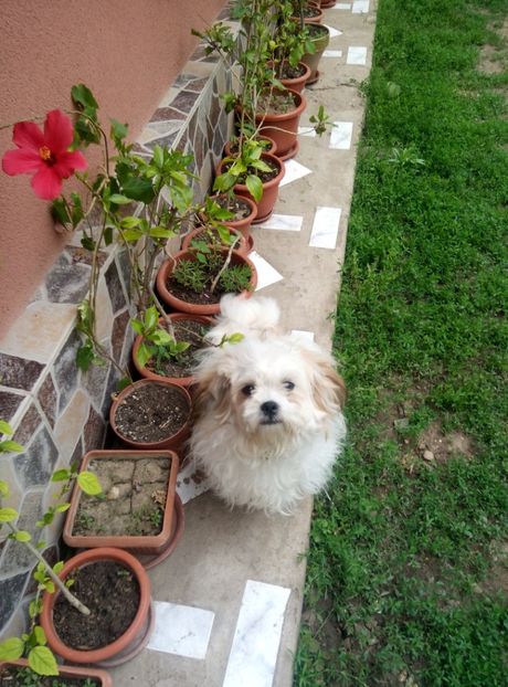  - diverse flori 2018