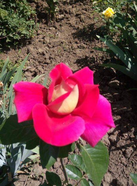  - diverse flori 2018