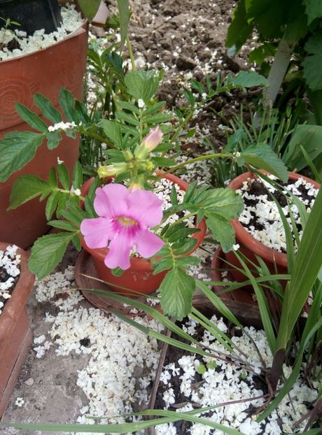  - diverse flori 2018