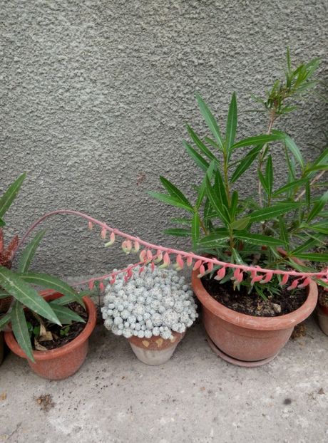  - diverse flori 2018