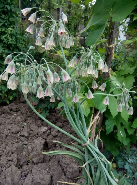  - diverse flori 2018