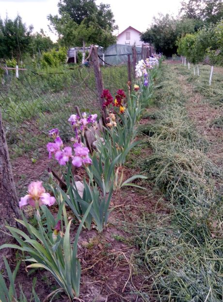  - diverse flori 2018