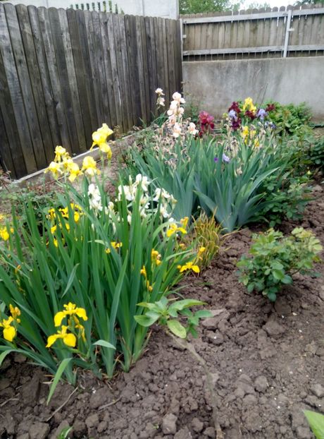  - diverse flori 2018