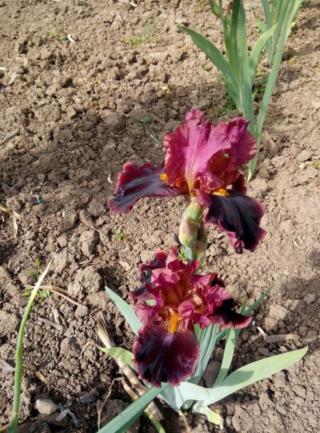  - diverse flori 2018