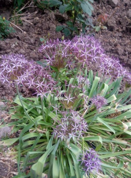  - diverse flori 2018