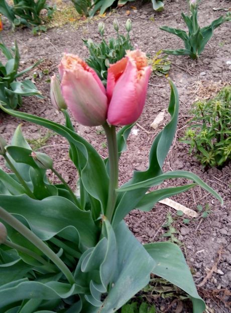  - diverse flori 2018