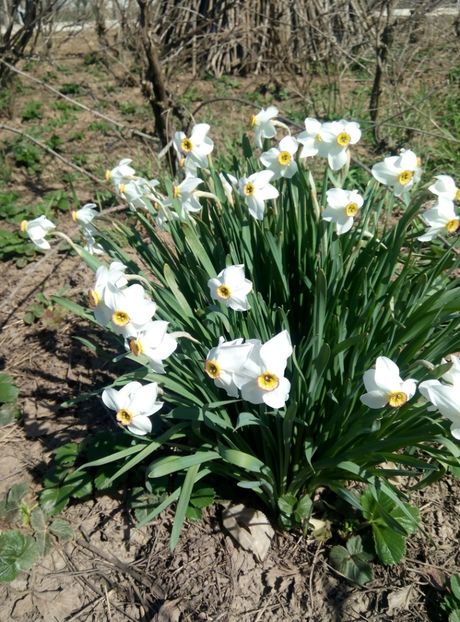  - diverse flori 2018