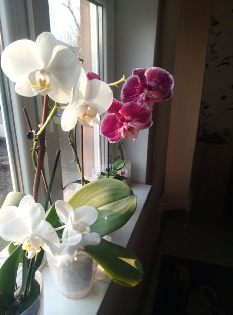  - diverse flori 2018