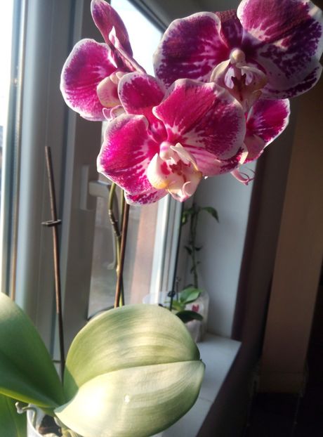  - diverse flori 2018