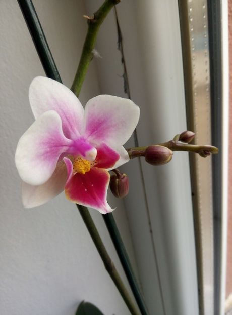  - diverse flori 2018