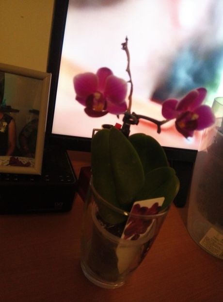  - diverse flori 2018