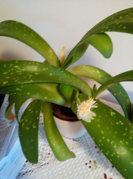  - diverse flori 2018