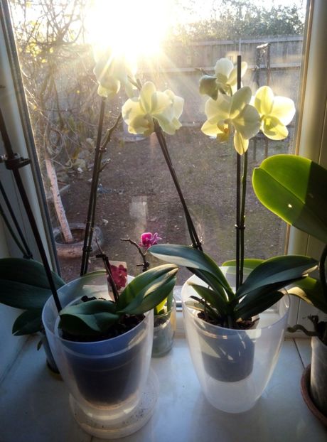  - diverse flori 2018