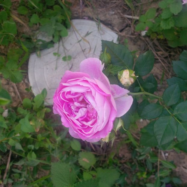 saphir - gradina mai 2018