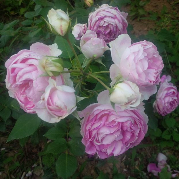 saphir - gradina mai 2018