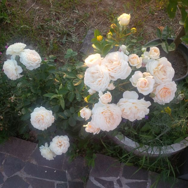 marton aron - gradina mai 2018