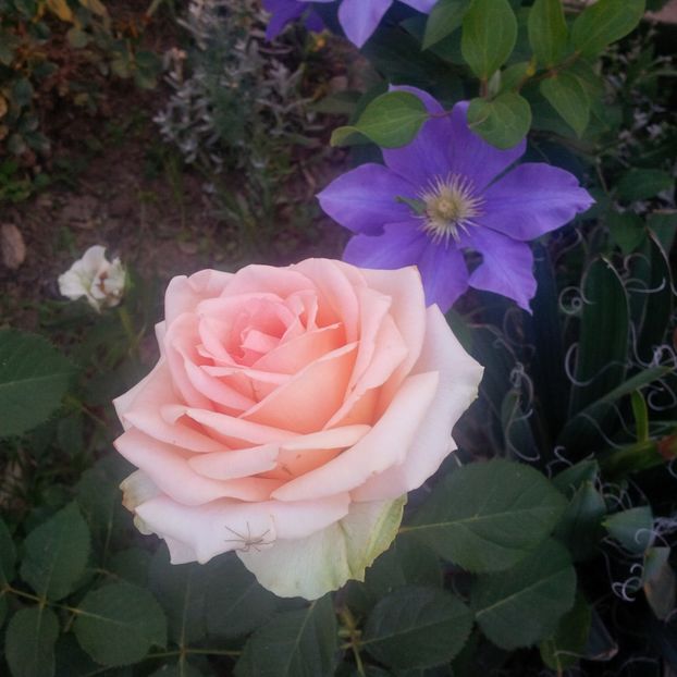 versilia - gradina mai 2018