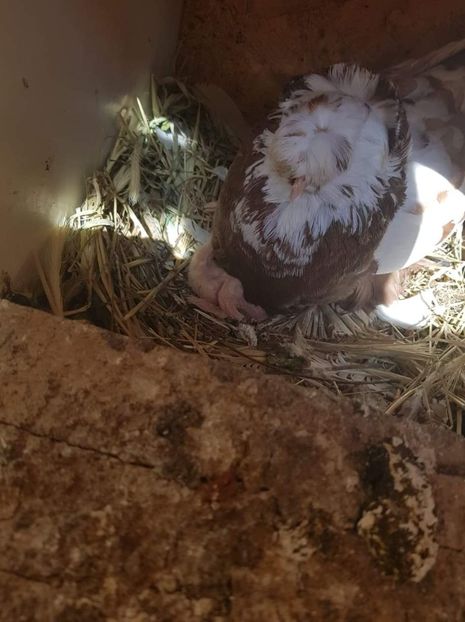 received_204920336985974 - Primii pui de tobosari germani pe 2018