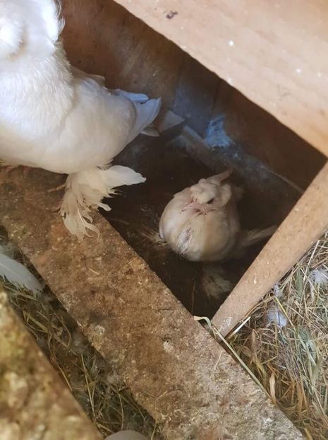 received_204920236985984 - Primii pui de tobosari germani pe 2018