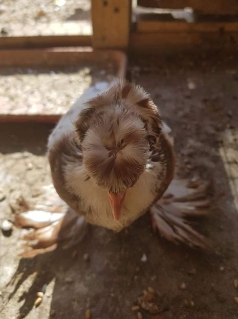 received_204919933652681 - Primii pui de tobosari germani pe 2018