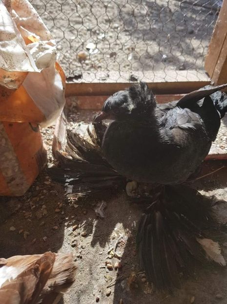 received_204919813652693 - Primii pui de tobosari germani pe 2018