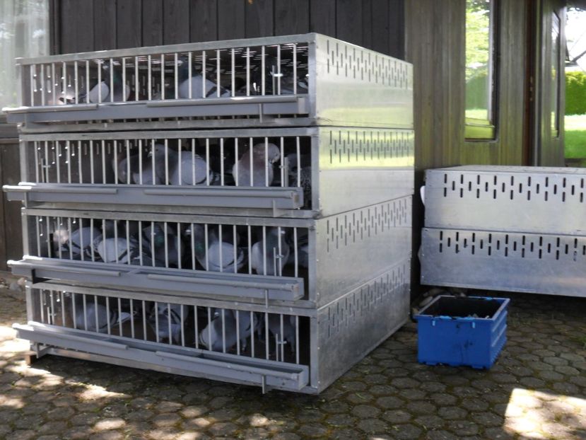 Imbarcare etapa nr. 4 - Crescatoria D