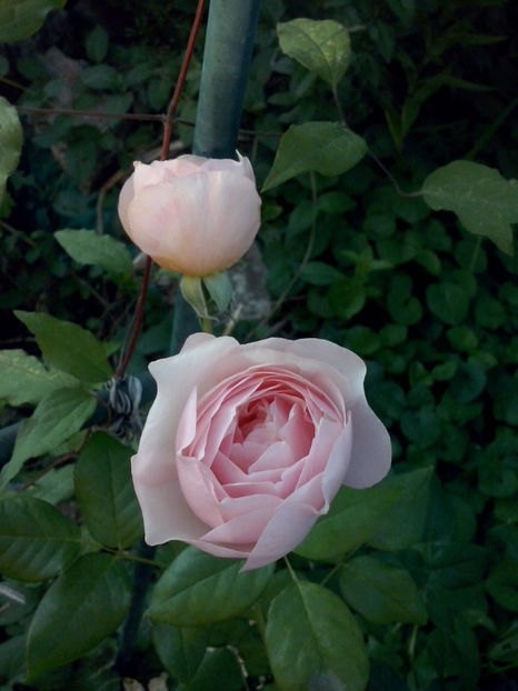 Heritage - Trandafiri 2018-IV