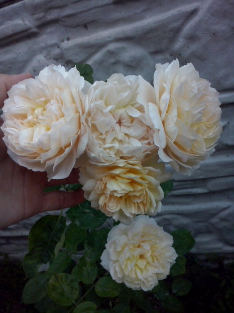 Jane Austin - Trandafiri 2018-IV