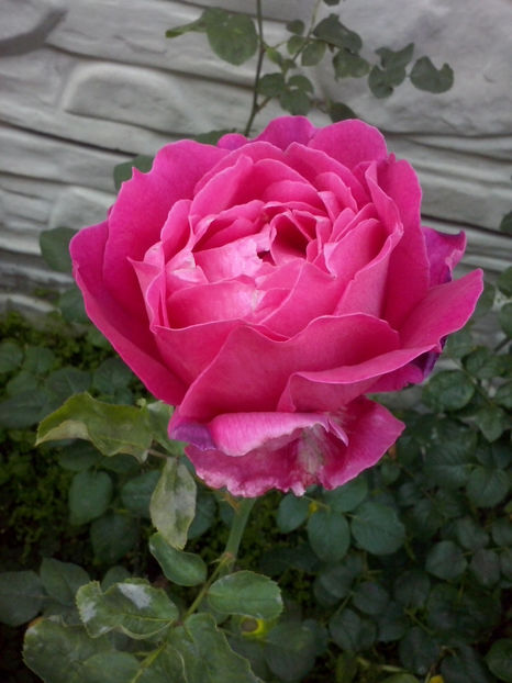 CAM02100 - Trandafiri 2018-IV