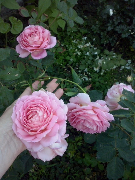 Jubilee Celebration - Trandafiri 2018-IV