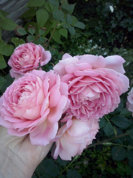 CAM02103 - Trandafiri 2018-IV