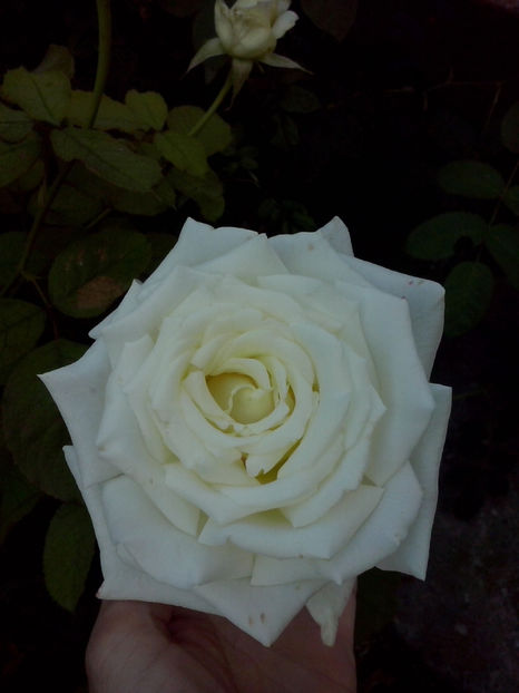 Pope John - Trandafiri 2018-IV