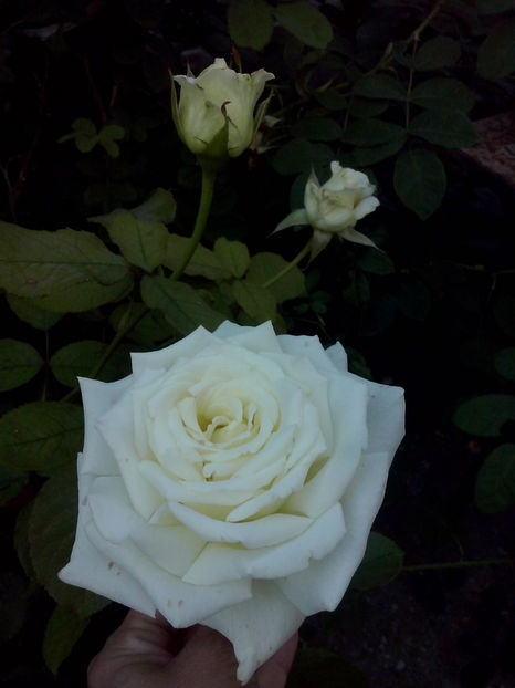 CAM02106 - Trandafiri 2018-IV