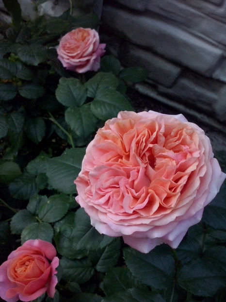 CAM02109 - Trandafiri 2018-IV